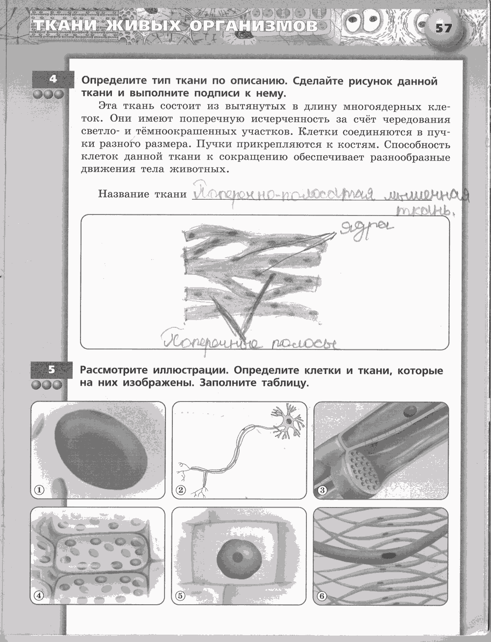 Живой организм. Тетрадь-тренажёр, 6 класс, Сухорукова Л.Н., Кучменко B.C., Дмитриева Е.А., 2013 -2016, задание: стр. 57