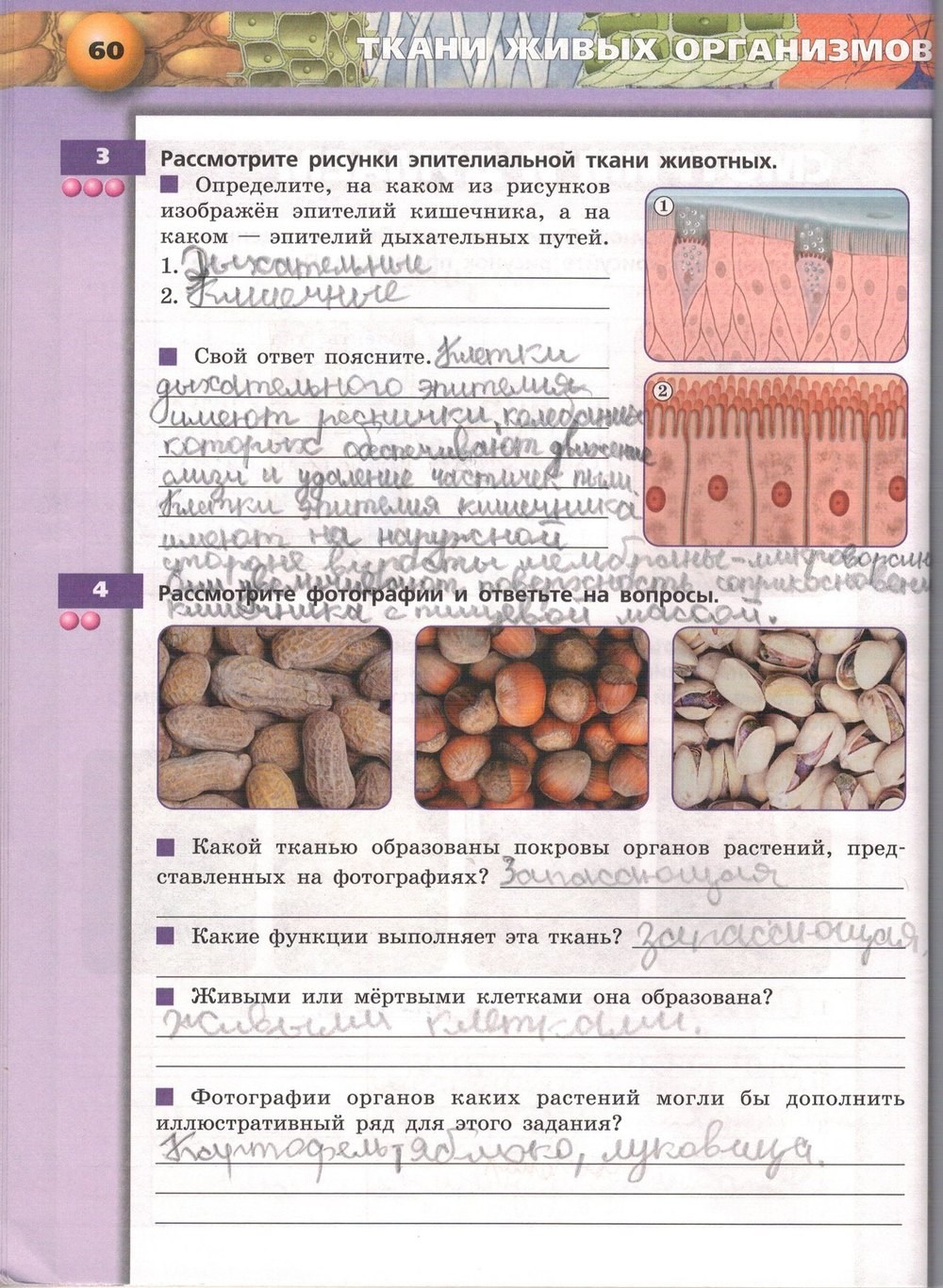 Живой организм. Тетрадь-тренажёр, 6 класс, Сухорукова Л.Н., Кучменко B.C., Дмитриева Е.А., 2013 -2016, задание: стр. 60
