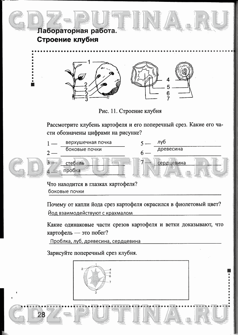 Рабочая тетрадь, 6 класс, Преображенская, 2013 - 2016, задание: 28