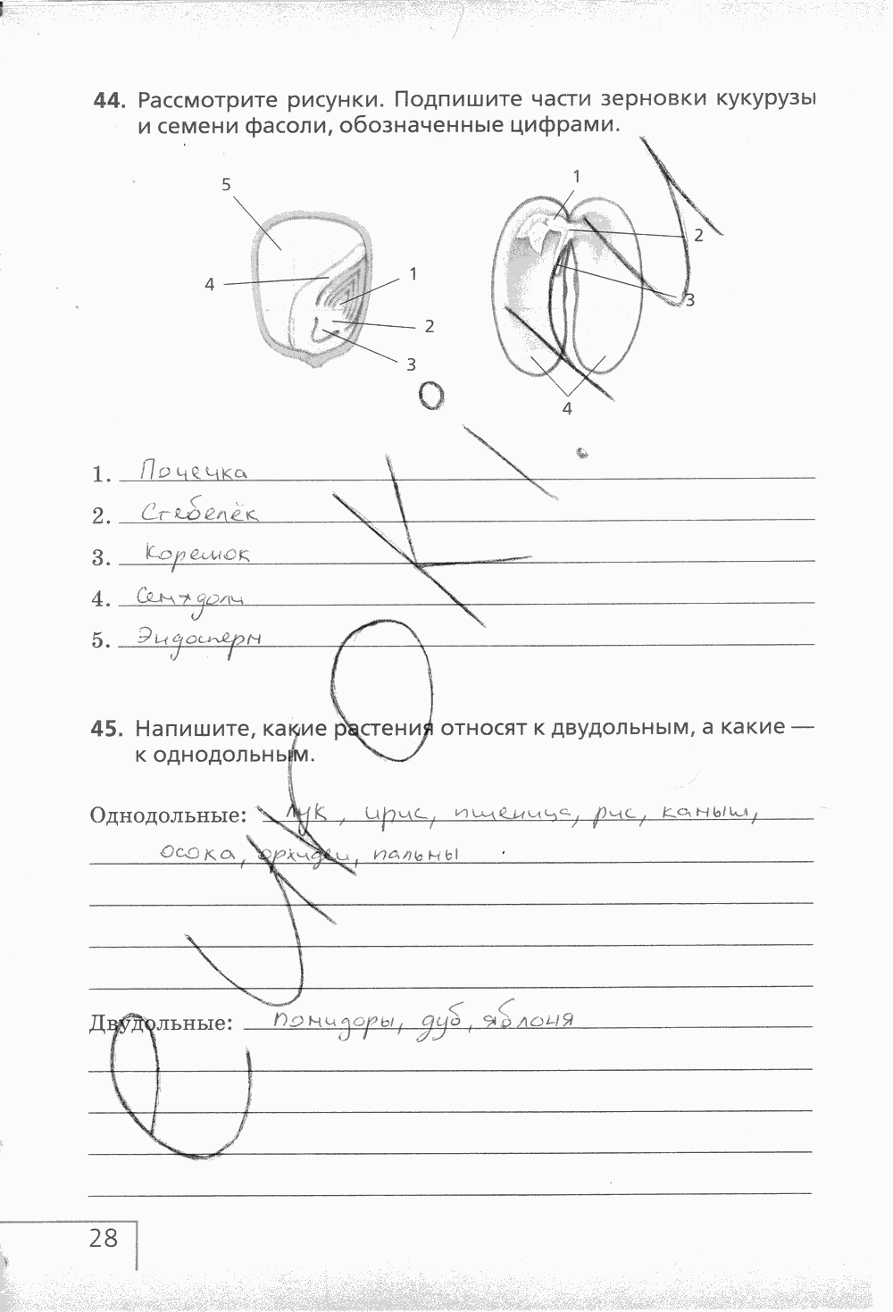 Рабочая тетрадь (с белочкой), 6 класс, Сонин Н.И., 2014, задание: стр. 28