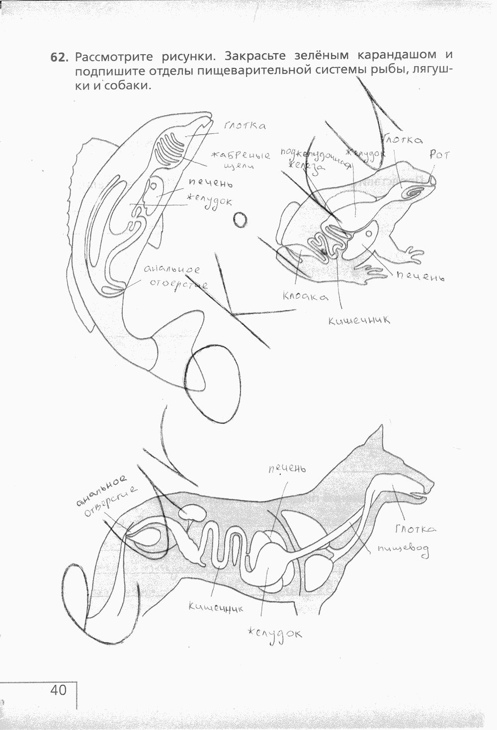 Рабочая тетрадь (с белочкой), 6 класс, Сонин Н.И., 2014, задание: стр. 40