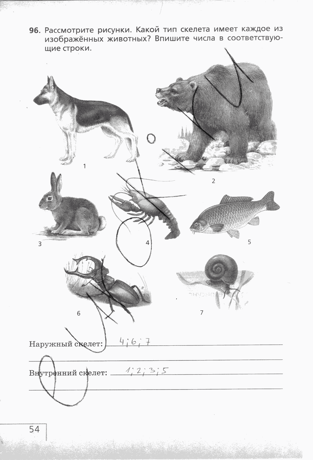 Рабочая тетрадь (с белочкой), 6 класс, Сонин Н.И., 2014, задание: стр. 54