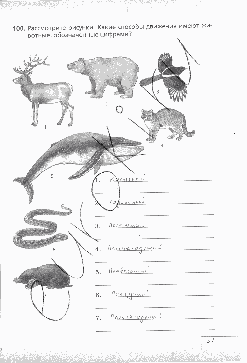 Рабочая тетрадь (с белочкой), 6 класс, Сонин Н.И., 2014, задание: стр. 57