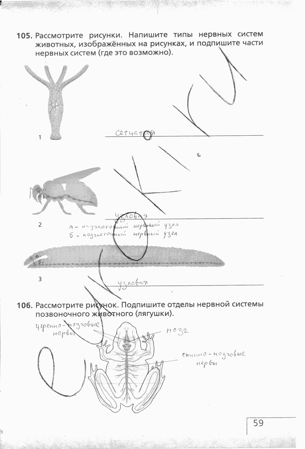 Рабочая тетрадь (с белочкой), 6 класс, Сонин Н.И., 2014, задание: стр. 59