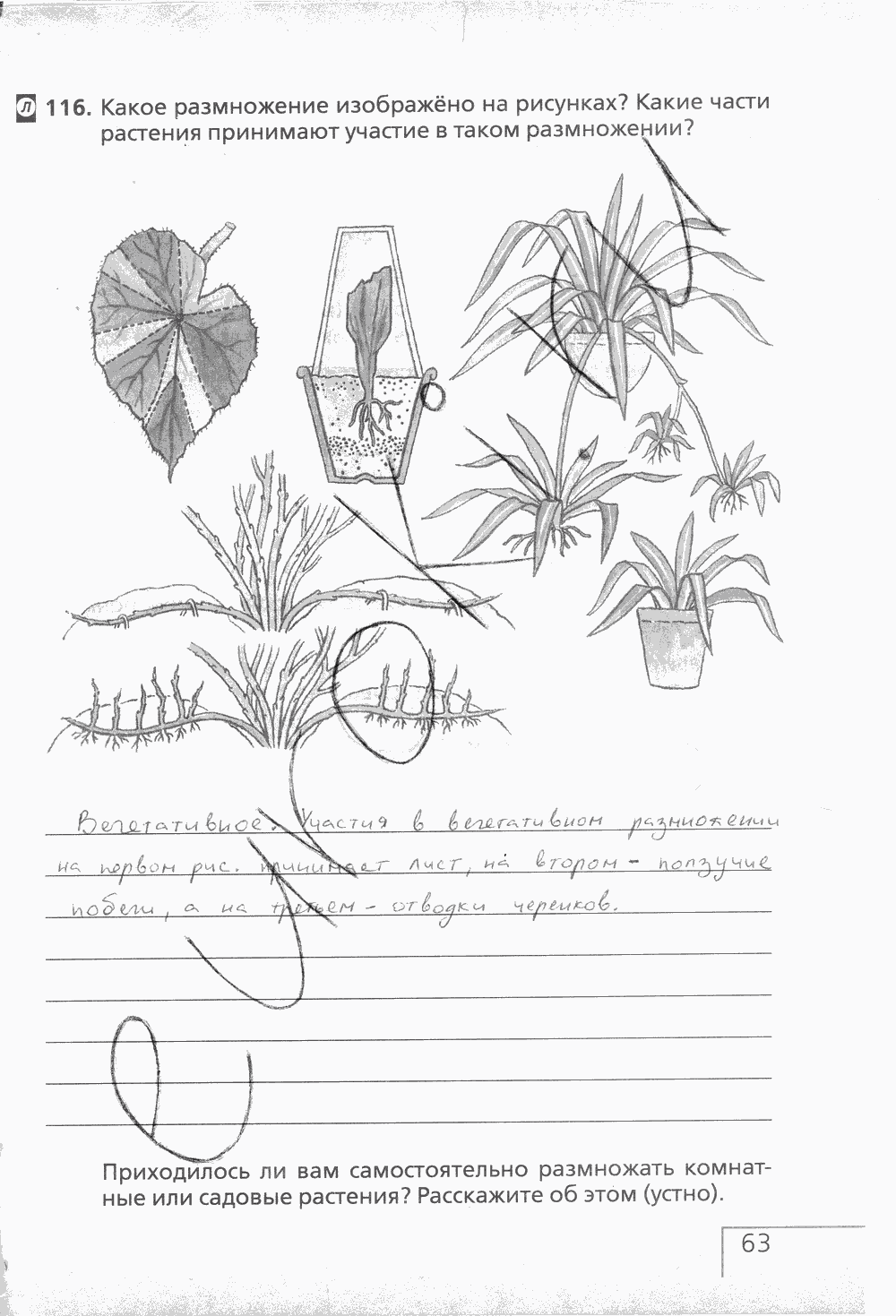 Рабочая тетрадь (с белочкой), 6 класс, Сонин Н.И., 2014, задание: стр. 63