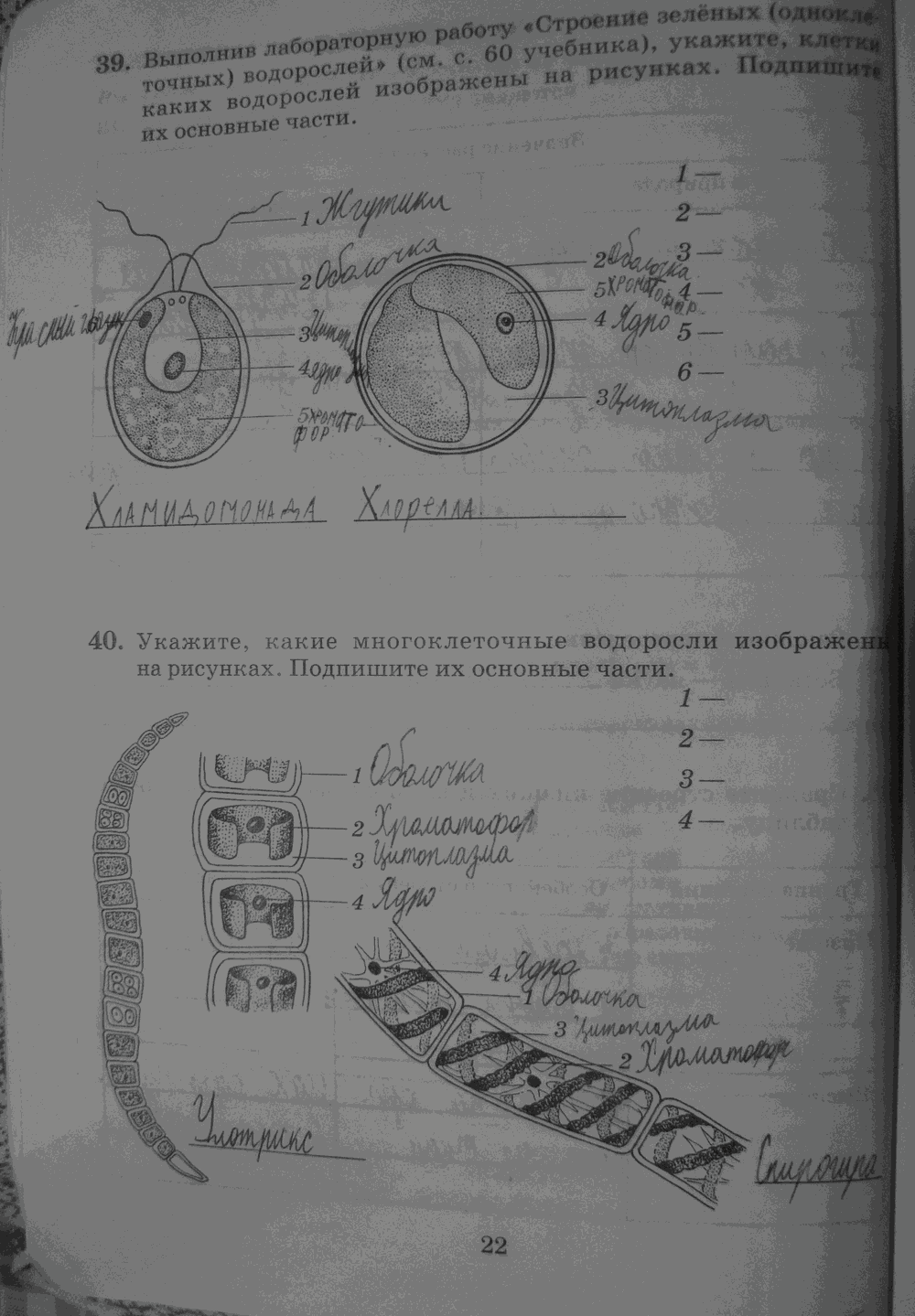 Рабочая тетрадь. Бактерии, грибы, растения, 6 класс, Пасечник, Снисаренко, 2013 - 2016, задача: стр.22