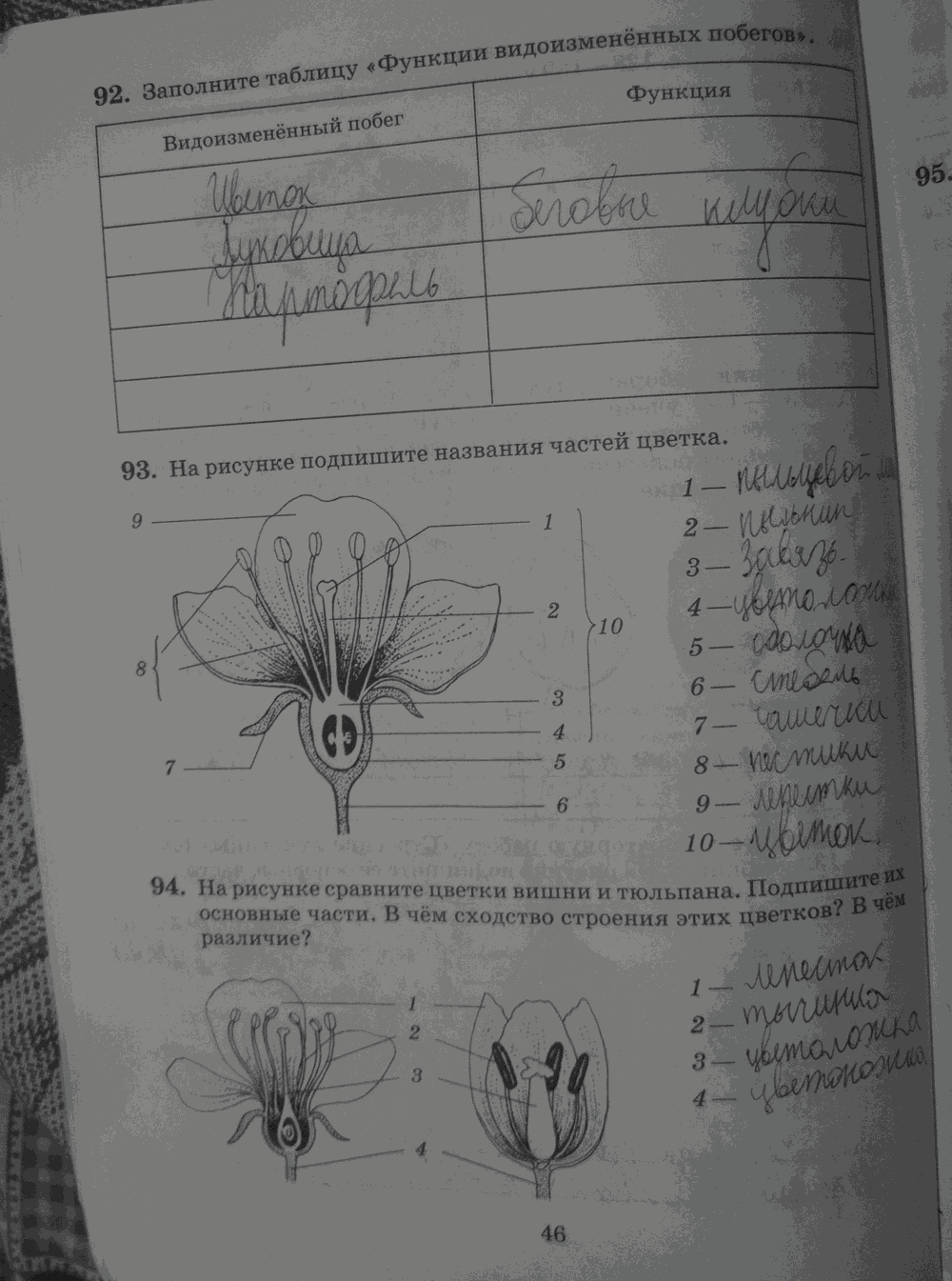 Рабочая тетрадь. Бактерии, грибы, растения, 6 класс, Пасечник, Снисаренко, 2013 - 2016, задача: стр.46