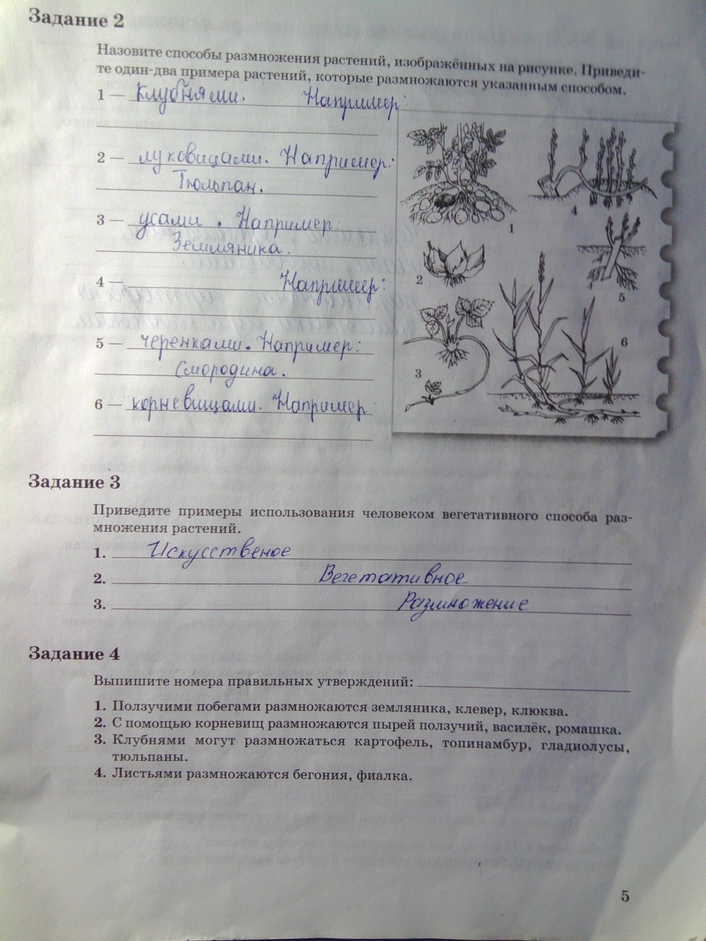 Рабочая тетрадь. Часть 2, 6 класс, Пономарева И.Н., Корнилова О.А., Кучменко В.С., 2011 - 2013, задание: стр.5