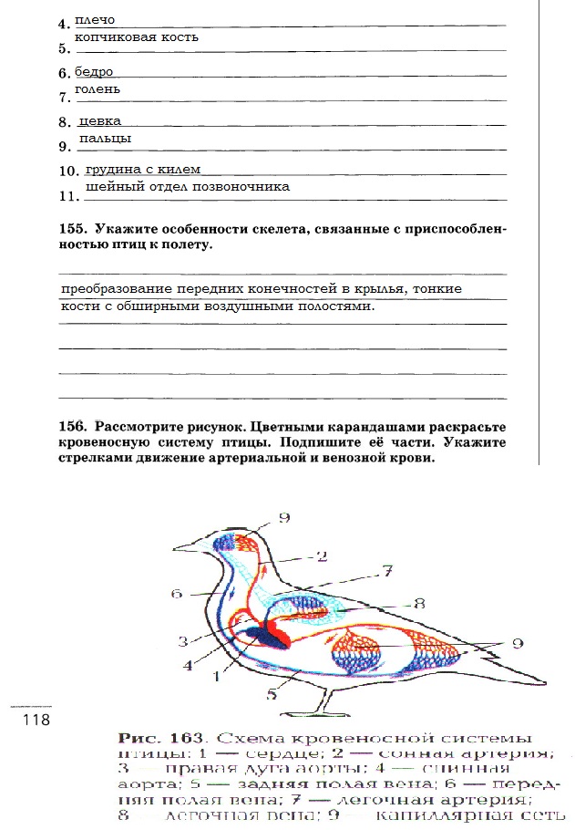 Класс птицы 7 класс рабочая тетрадь. Биология 7 класс Захаров Сонин. Внешнее строение птицы биология 7 класс Пасечник. Птицы биология 7 класс. Строение птиц задание.