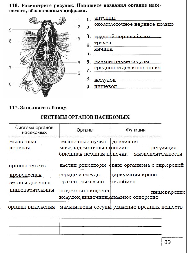 Тесты по биологии по насекомым