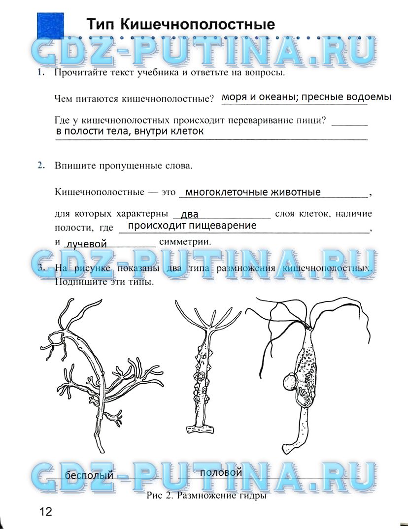 Рабочая тетрадь, 7 класс, Преображенская Н.В., 2011, задание: 12
