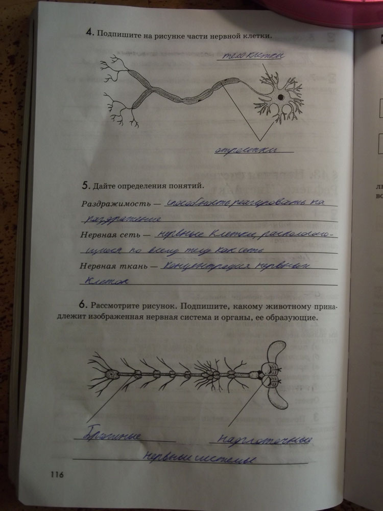 Рабочая тетрадь. Животные, 7 класс, Латюшин, Ламехова, Шапкин, 2016, задача: стр. 116