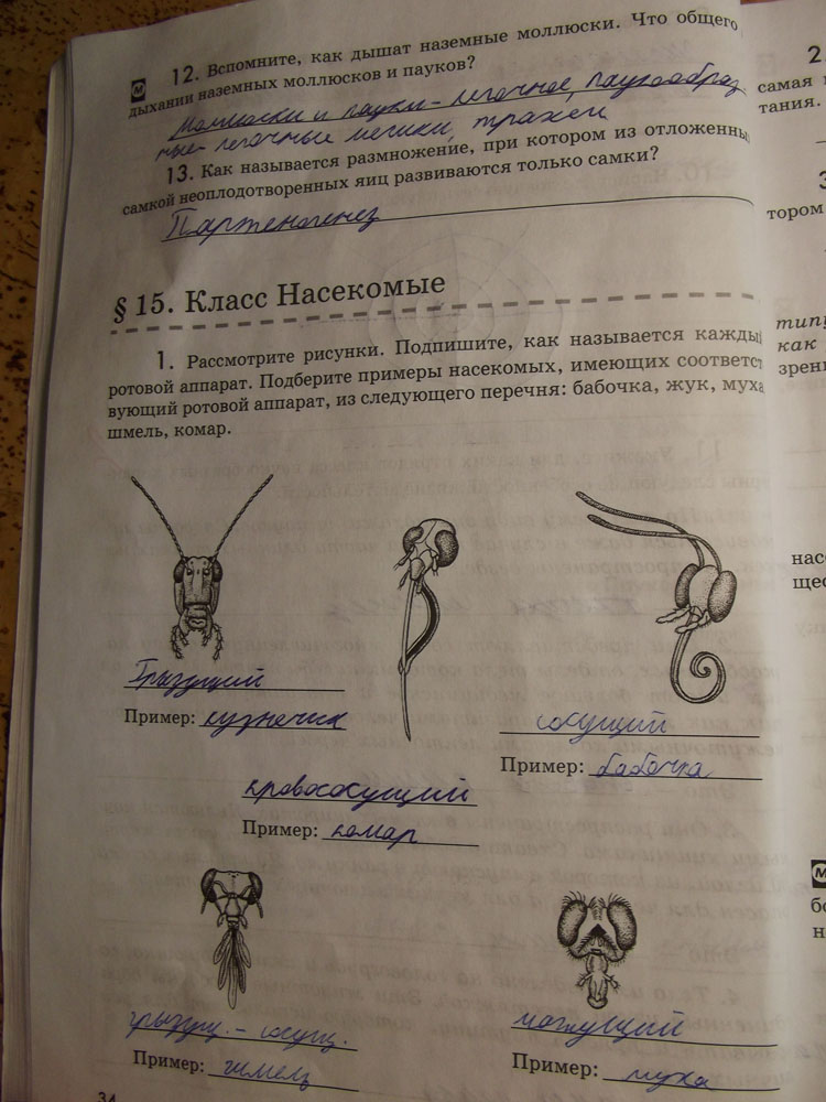 Рабочая тетрадь. Животные, 7 класс, Латюшин, Ламехова, Шапкин, 2016, задача: стр. 34