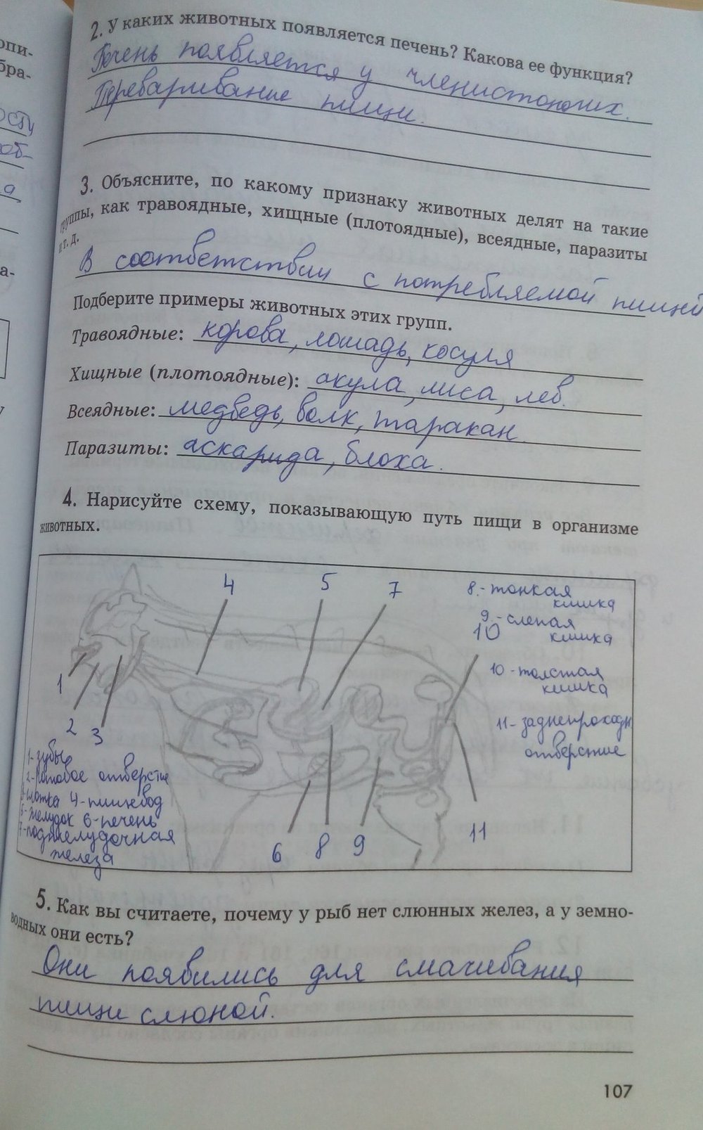 Рабочая тетрадь. Животные, 7 класс, Латюшин В. В., Ламехова Е. А., 2011, задание: стр. 107