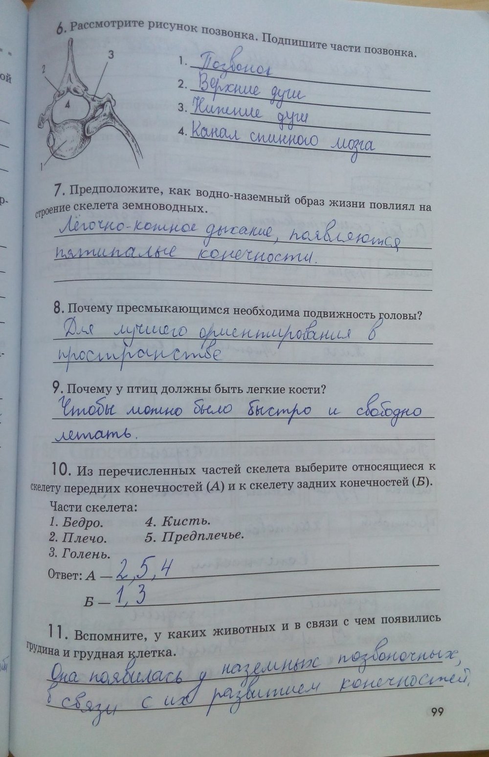 Рабочая тетрадь. Животные, 7 класс, Латюшин В. В., Ламехова Е. А., 2011, задание: стр. 99