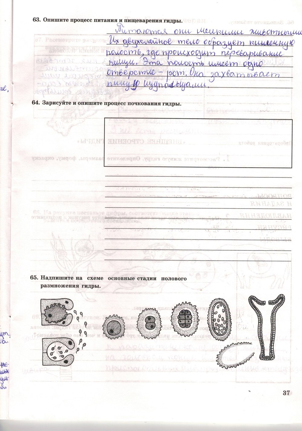 Рабочая тетрадь. Многообразие живых организмов, 7 класс, Захаров В.Б., Сонин Н.И., 2006, задание: стр. 37