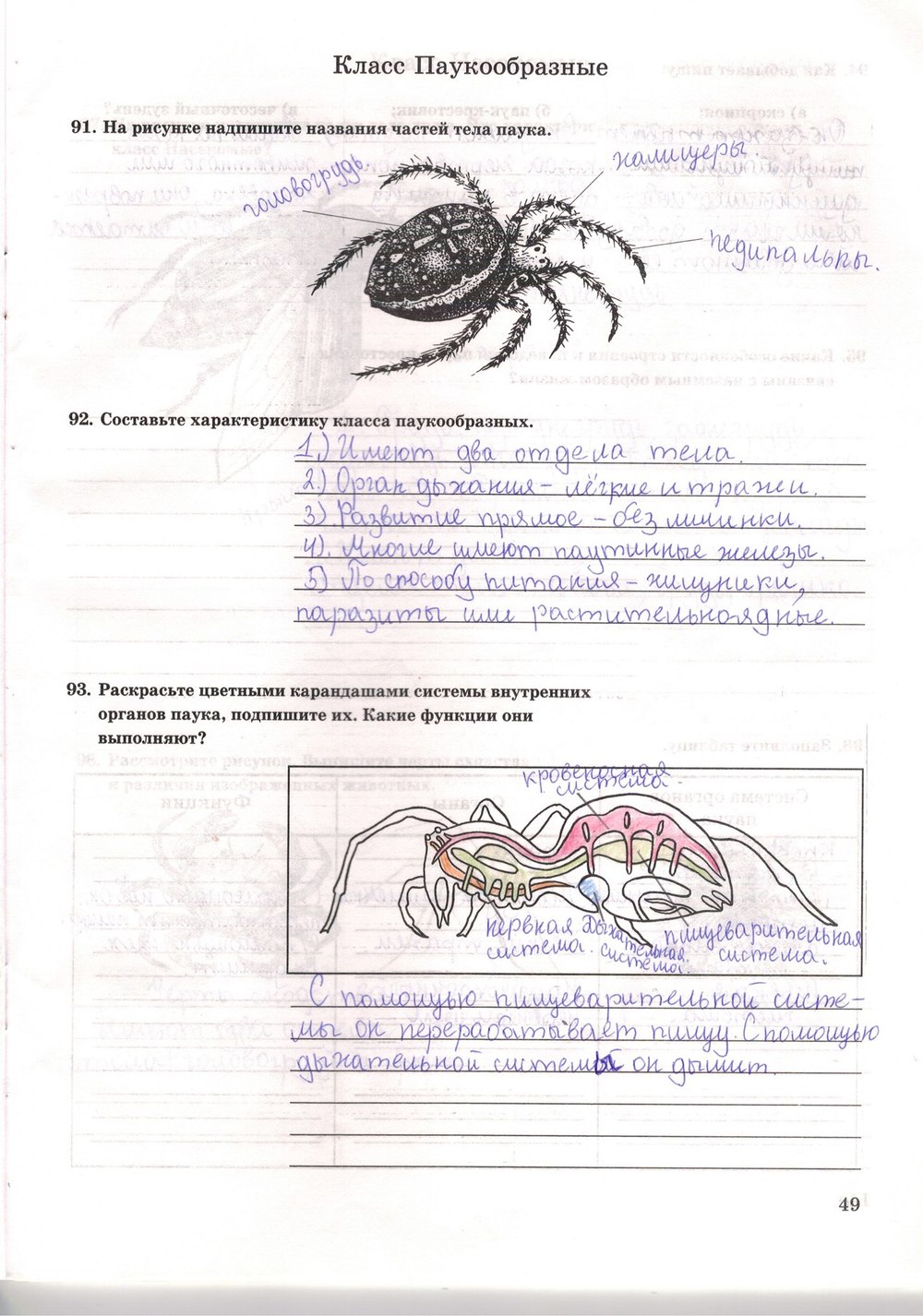 Параграф 14 биология 7 класс класс паукообразных. Пауки паукообразные характеристика. Параграф 14 биология 7 класс класс паукообразных. Тип членистоногие паукообразные. Параграф 14 биология 7 класс класс паукообразных.