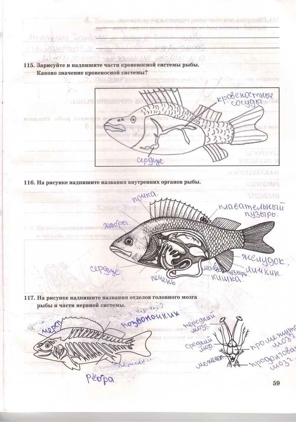Рабочая тетрадь. Многообразие живых организмов, 7 класс, Захаров В.Б., Сонин Н.И., 2006, задание: стр. 59