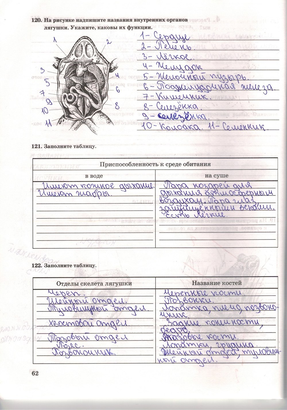 Рабочая тетрадь. Многообразие живых организмов, 7 класс, Захаров В.Б., Сонин Н.И., 2006, задание: стр. 62