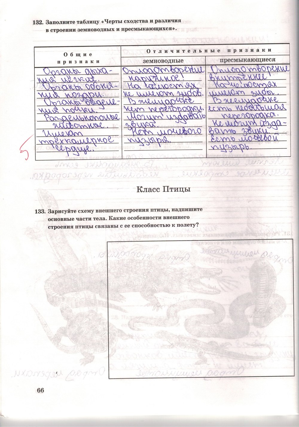 Рабочая тетрадь. Многообразие живых организмов, 7 класс, Захаров В.Б., Сонин Н.И., 2006, задание: стр. 66