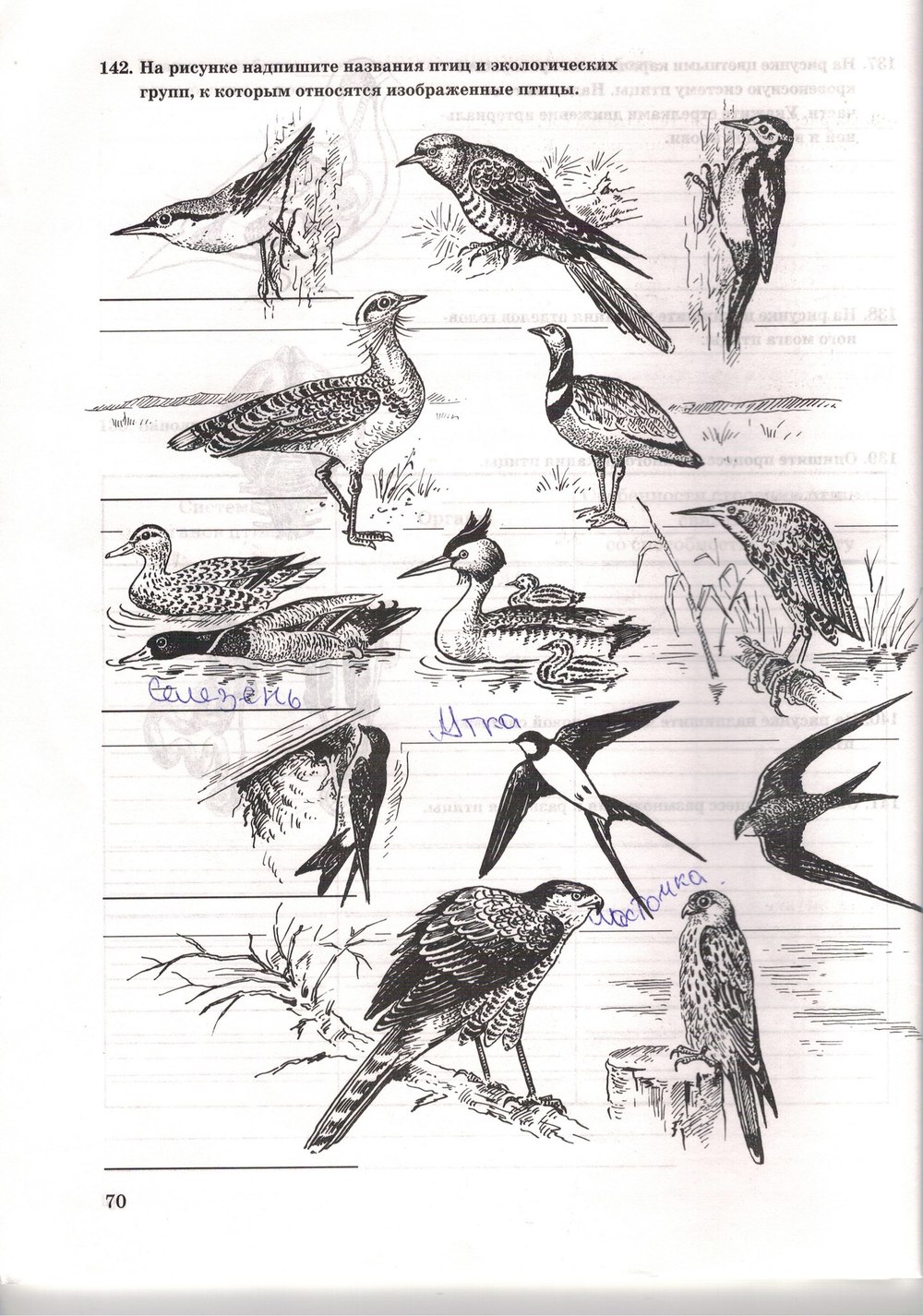 Рабочая тетрадь. Многообразие живых организмов, 7 класс, Захаров В.Б., Сонин Н.И., 2006, задание: стр. 70