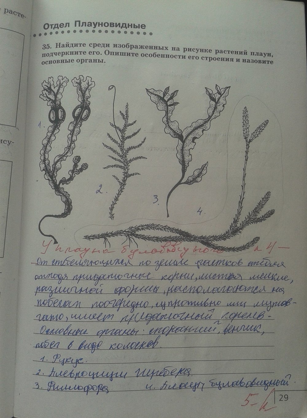 Рабочая тетрадь. Многообразие живых организмов, 7 класс, Захаров, Сонин, 2016, задача: стр. 29