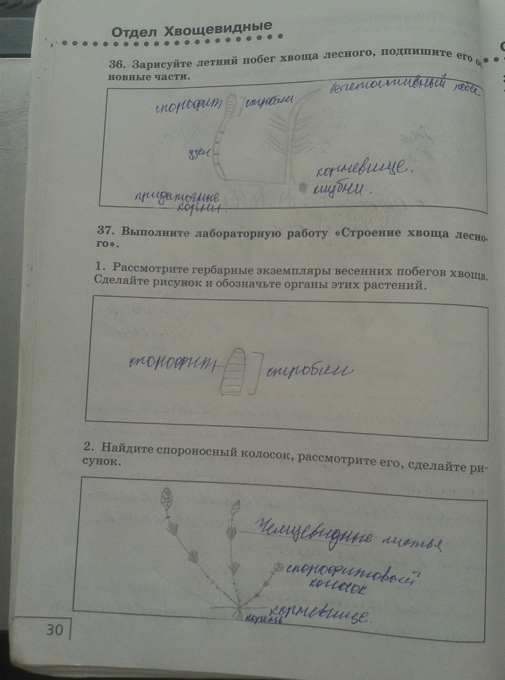 Рабочая тетрадь. Многообразие живых организмов, 7 класс, Захаров, Сонин, 2016, задача: стр. 30