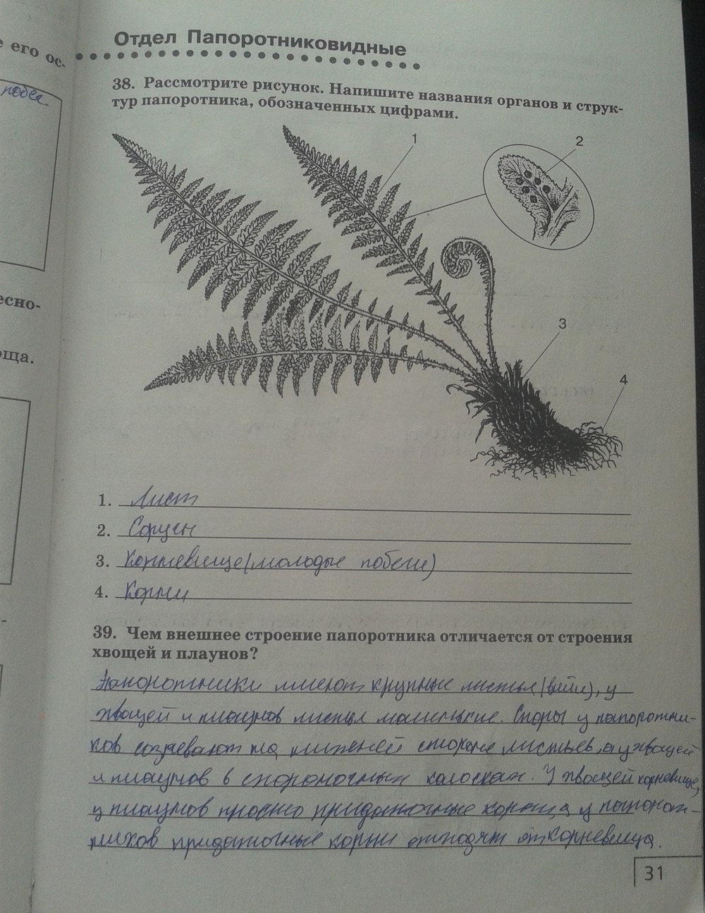 Биология папоротники тест. Строение папоротника 5 класс биология. Папоротники 7 класс биология. Строение папоротника 6 класс биология. Биология 7кл Сонин Захаров отдел Папоротниковидные.