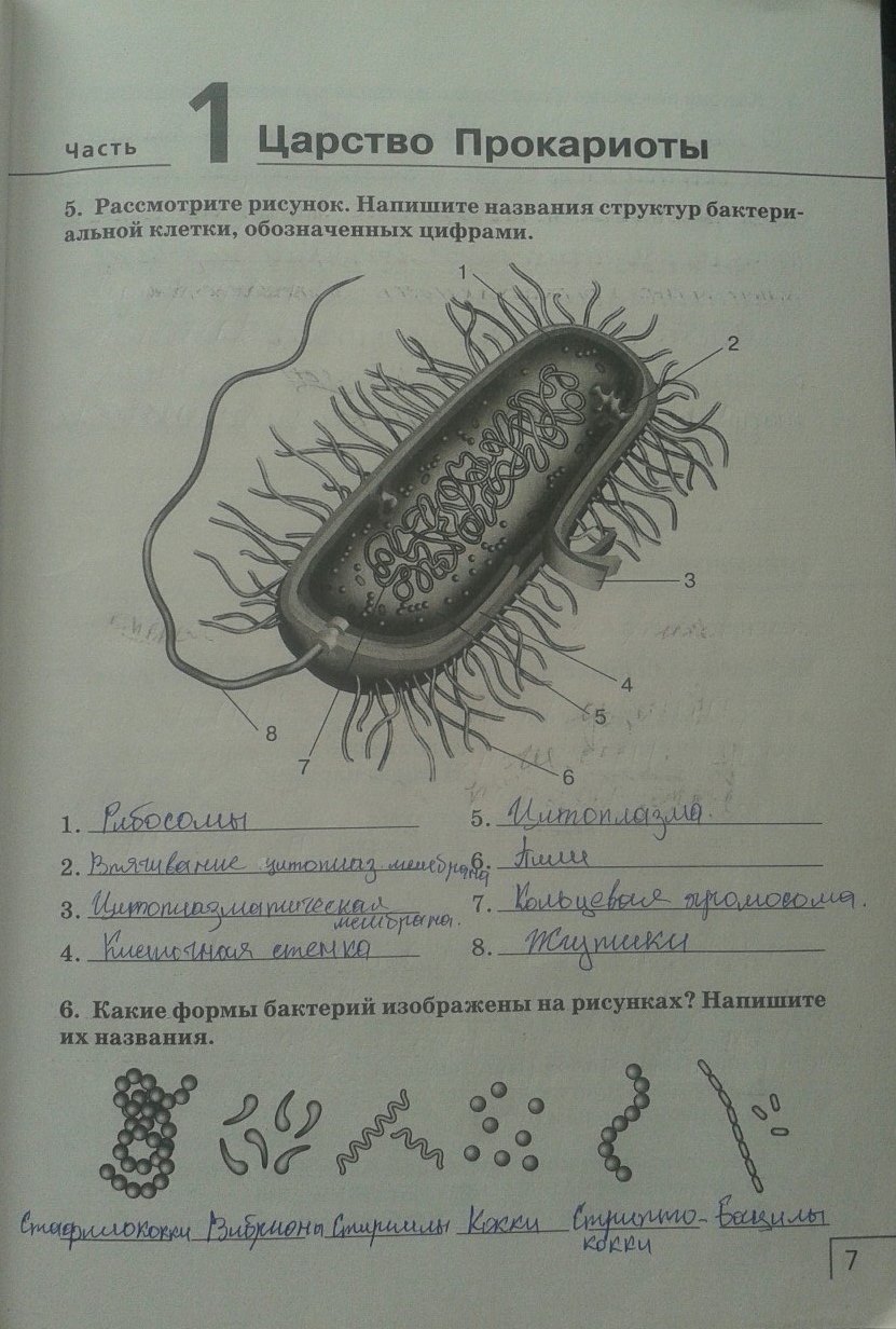 Самостоятельная работа бактерии 7 класс. Строение бактерии 7 класс биология рисунок. Клетка бактерии. Строение бактерии без подписей. «Изучение строения бактерий».