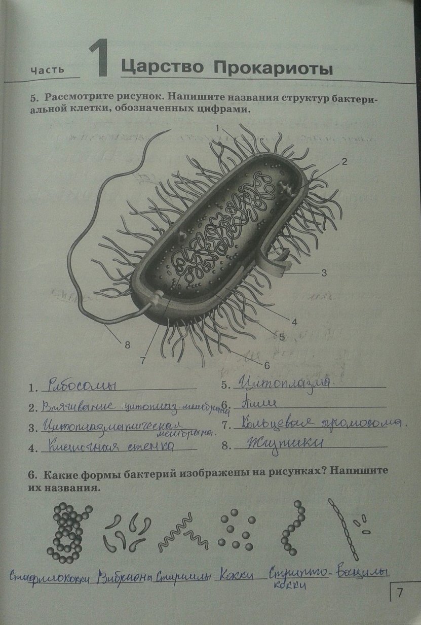 Рабочая тетрадь. Многообразие живых организмов, 7 класс, Захаров, Сонин, 2016, задача: стр. 7