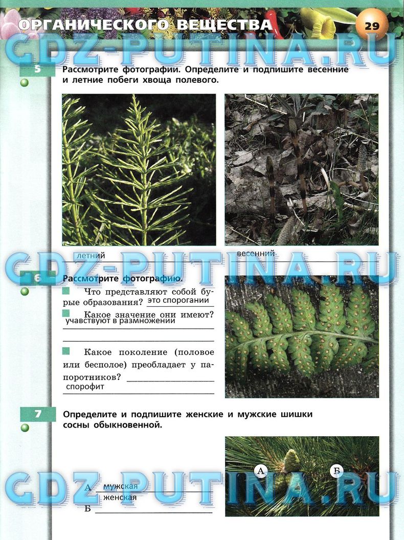 Рабочая тетрадь, 7 класс, Сухорукова Л.Н., Кучменко В.С., Власова Е.А., 2014, задание: 29