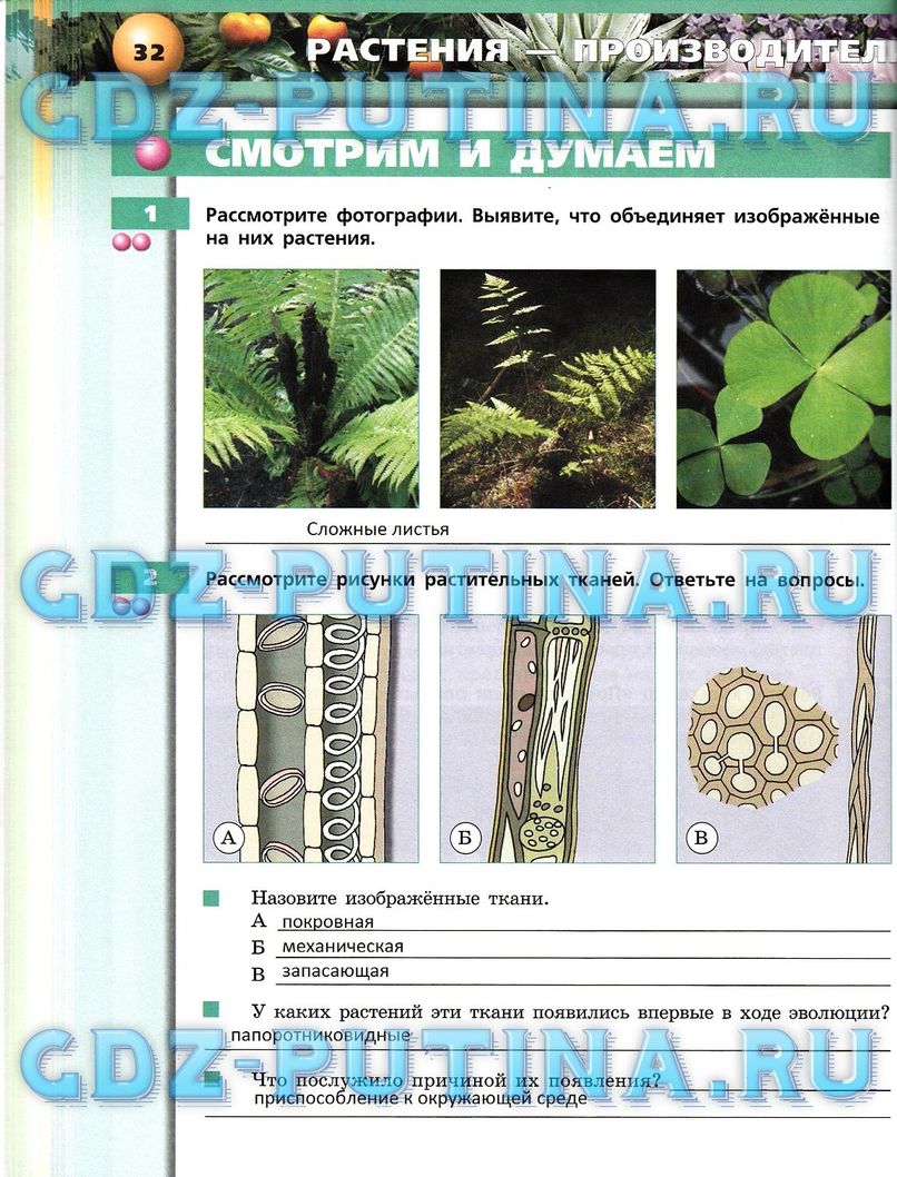 Рабочая тетрадь, 7 класс, Сухорукова Л.Н., Кучменко В.С., Власова Е.А., 2014, задание: 32