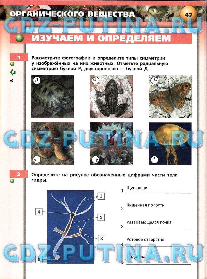 Рабочая тетрадь, 7 класс, Сухорукова Л.Н., Кучменко В.С., Власова Е.А., 2014, задание: 47