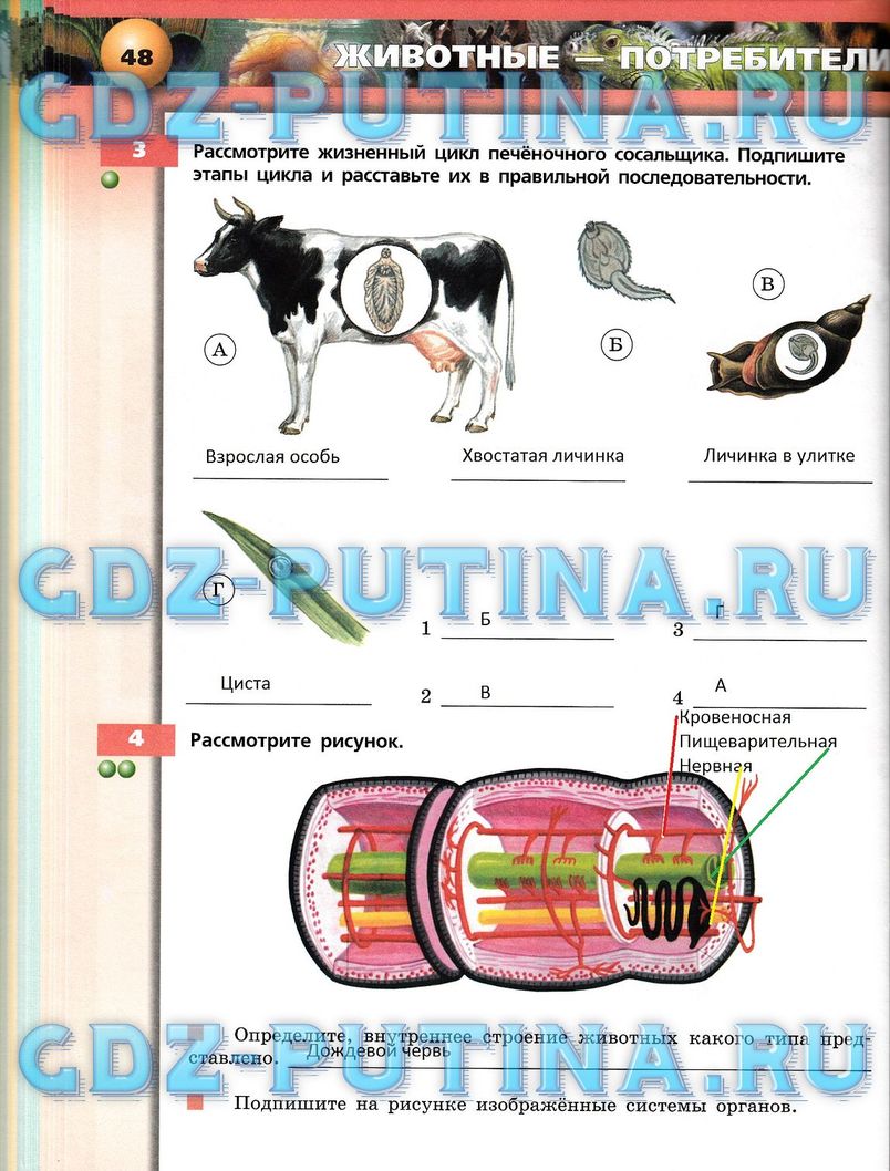 Рабочая тетрадь, 7 класс, Сухорукова Л.Н., Кучменко В.С., Власова Е.А., 2014, задание: 48
