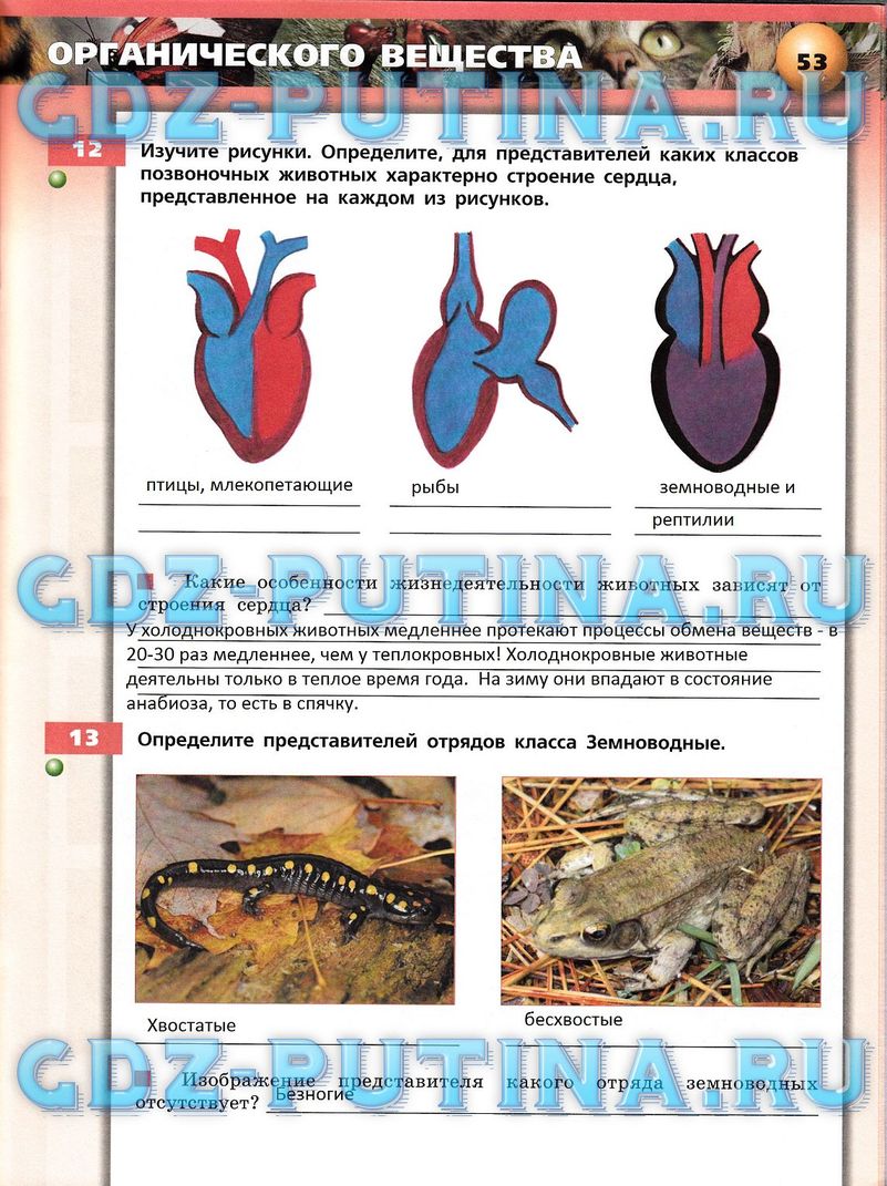 Рабочая тетрадь, 7 класс, Сухорукова Л.Н., Кучменко В.С., Власова Е.А., 2014, задание: 53