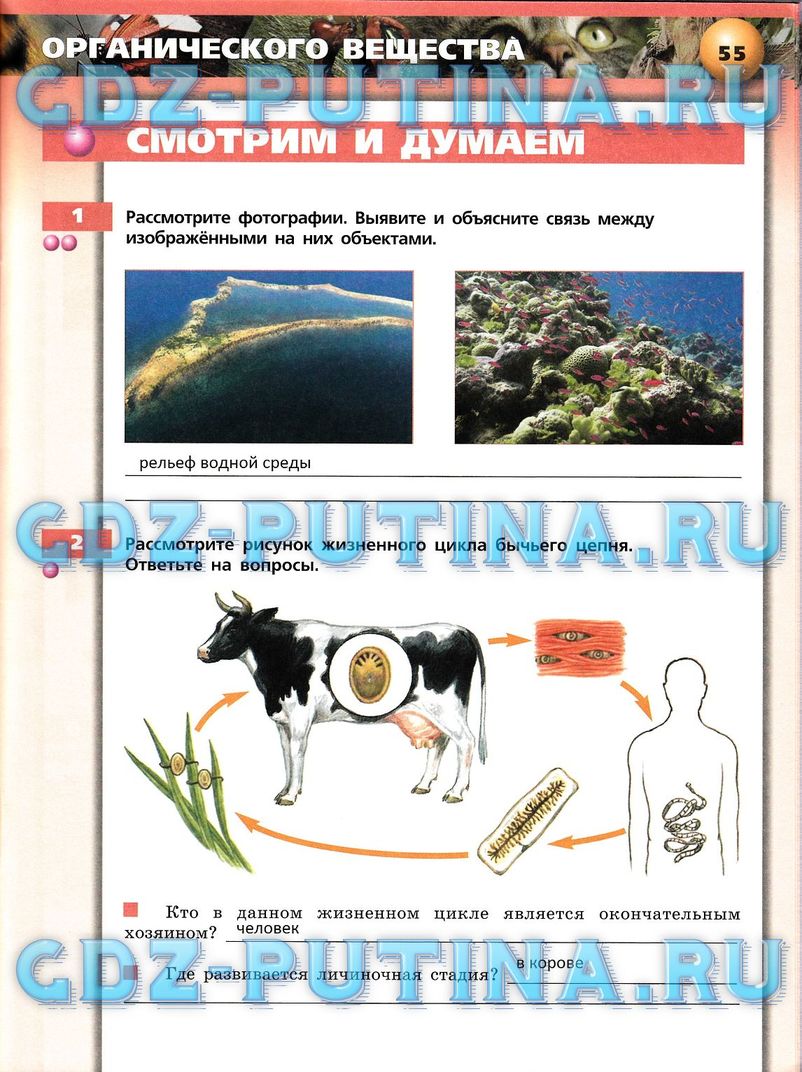 Рабочая тетрадь, 7 класс, Сухорукова Л.Н., Кучменко В.С., Власова Е.А., 2014, задание: 55