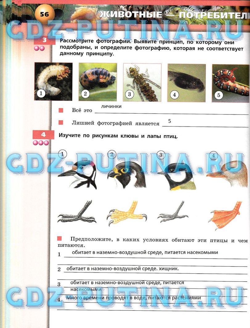 Рабочая тетрадь, 7 класс, Сухорукова Л.Н., Кучменко В.С., Власова Е.А., 2014, задание: 56