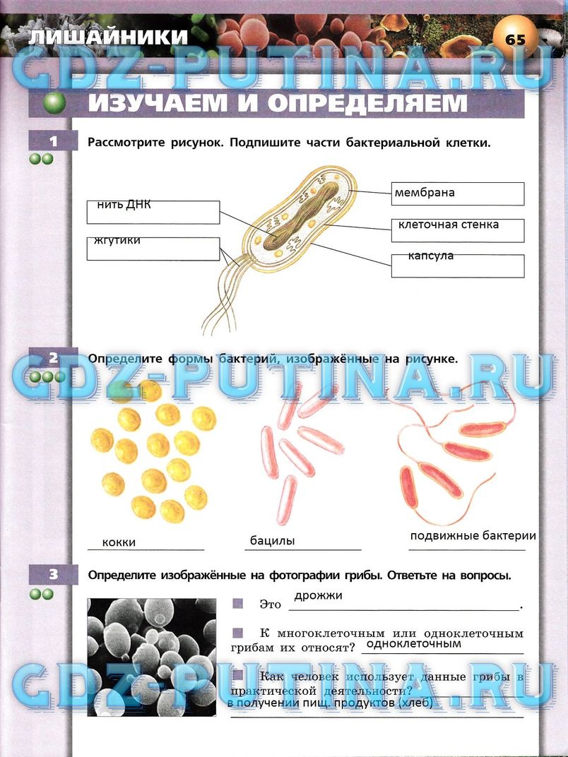 Рабочая тетрадь, 7 класс, Сухорукова Л.Н., Кучменко В.С., Власова Е.А., 2014, задание: 65