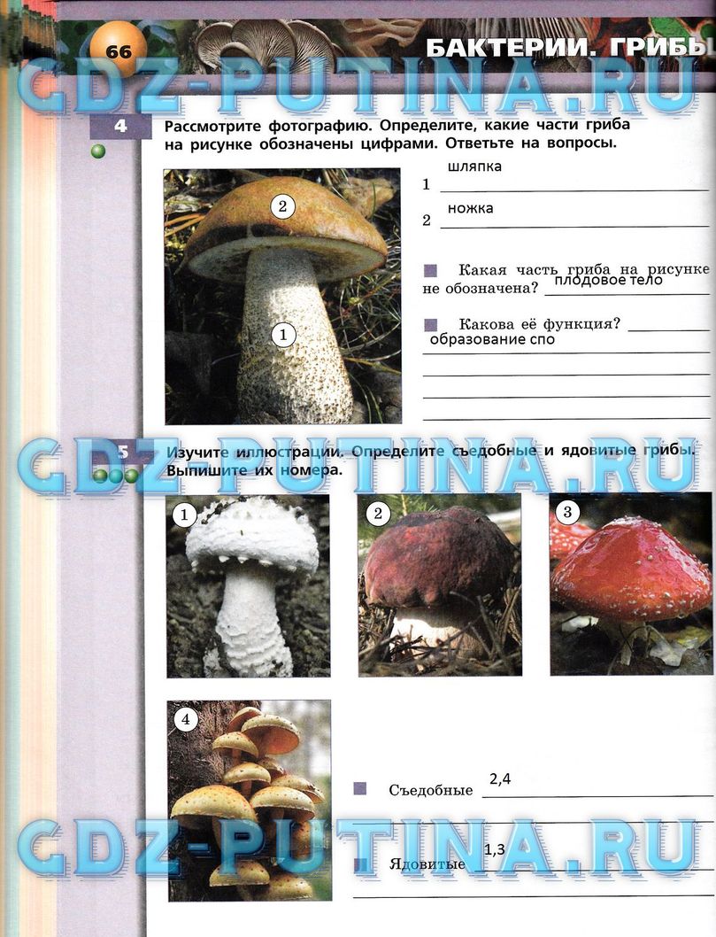 Рабочая тетрадь, 7 класс, Сухорукова Л.Н., Кучменко В.С., Власова Е.А., 2014, задание: 66