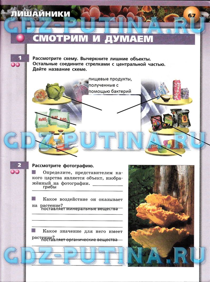 Рабочая тетрадь, 7 класс, Сухорукова Л.Н., Кучменко В.С., Власова Е.А., 2014, задание: 67