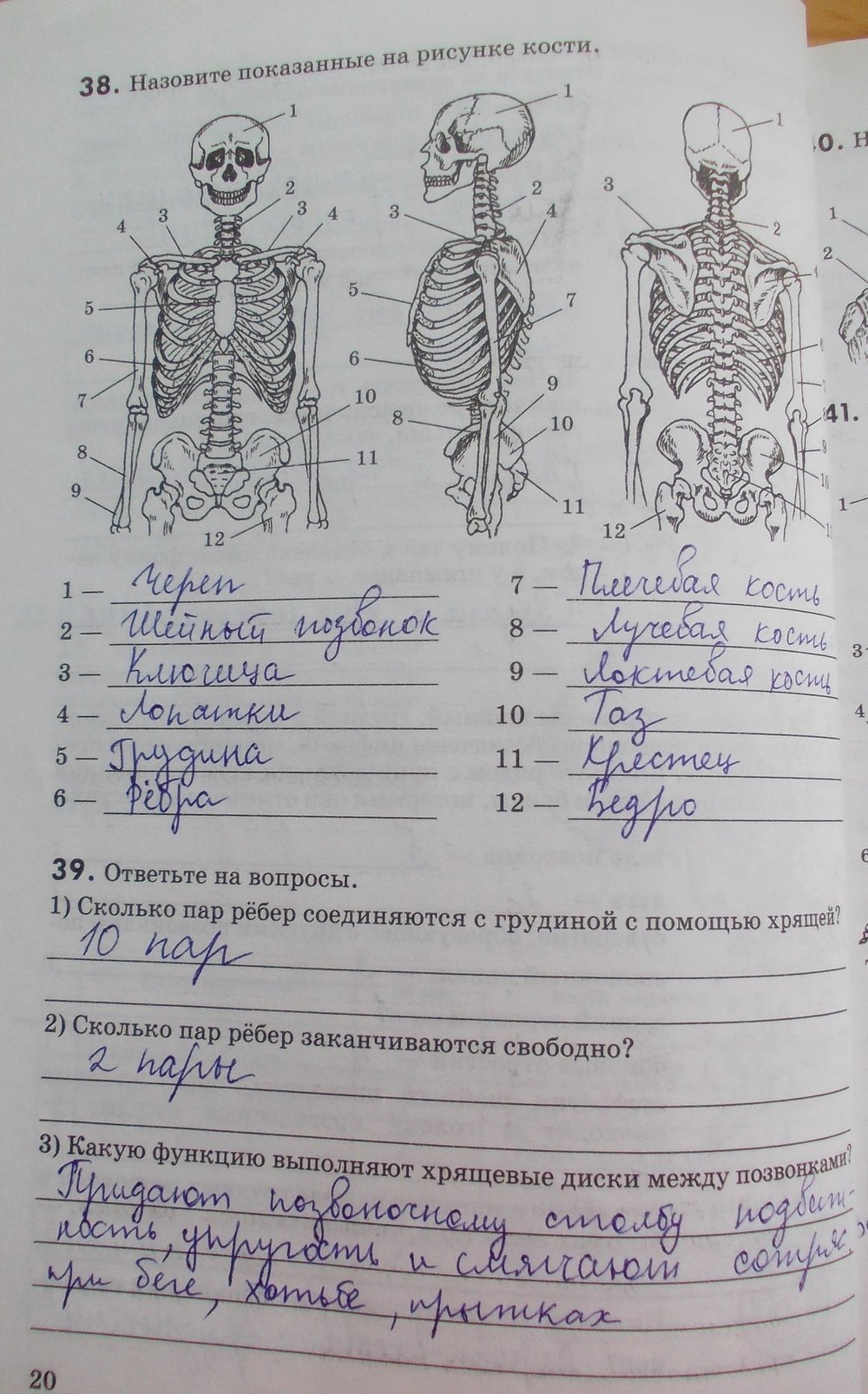 Глава 11 биология 8 класс. Назовитк показаные на рисунки кости. Назовите показанные на рисунке кости. Биология 8 класс задания.