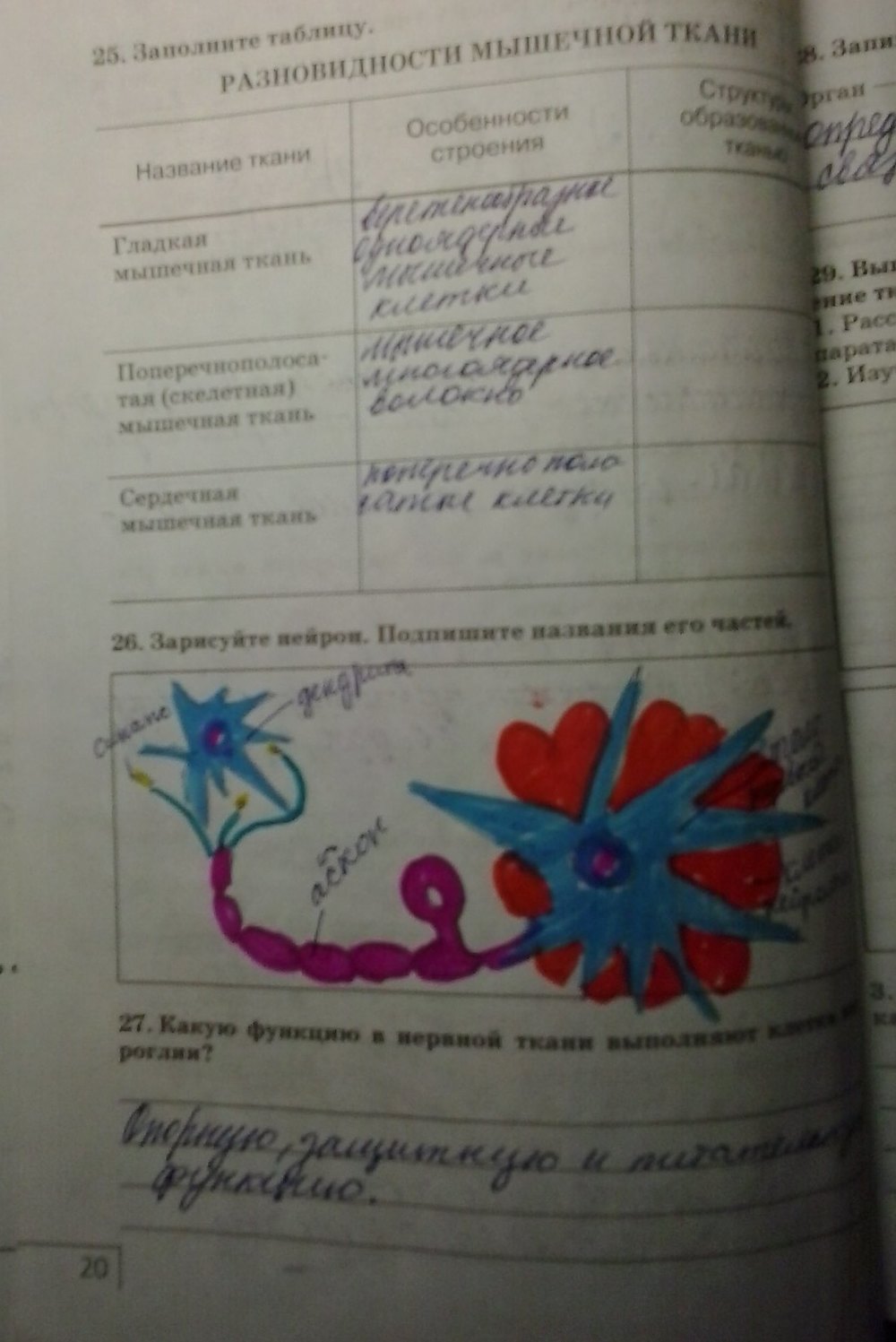 Рабочая тетрадь, 8 класс, Сонин Н. И., Агафонова И. Б., 2014, задание: стр.20