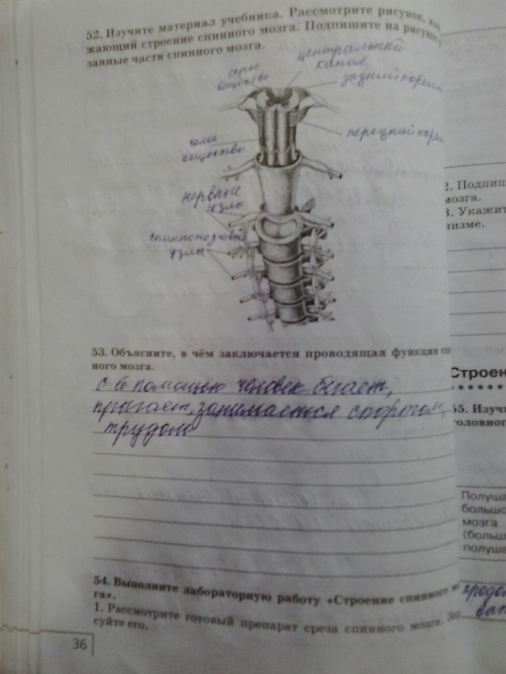 Рабочая тетрадь, 8 класс, Сонин Н. И., Агафонова И. Б., 2014, задание: стр.36