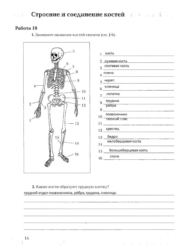 Драгомилов тесты 8 класс. Скелет человека биология 8 класс драгомилов. Рабочая тетрадь по анатомии и физиологии. Анатомия человека рабочая тетрадь.