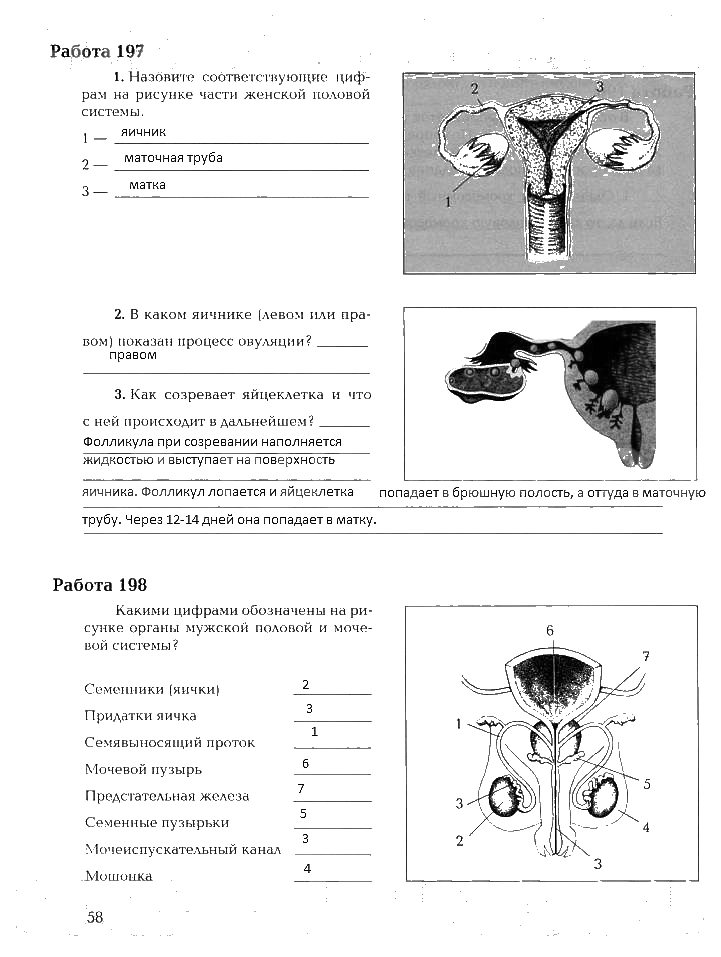Рабочая тетрадь, 8 класс, Драгомилов, Маш, 2007 - 2016, Часть 2 Задание: 58