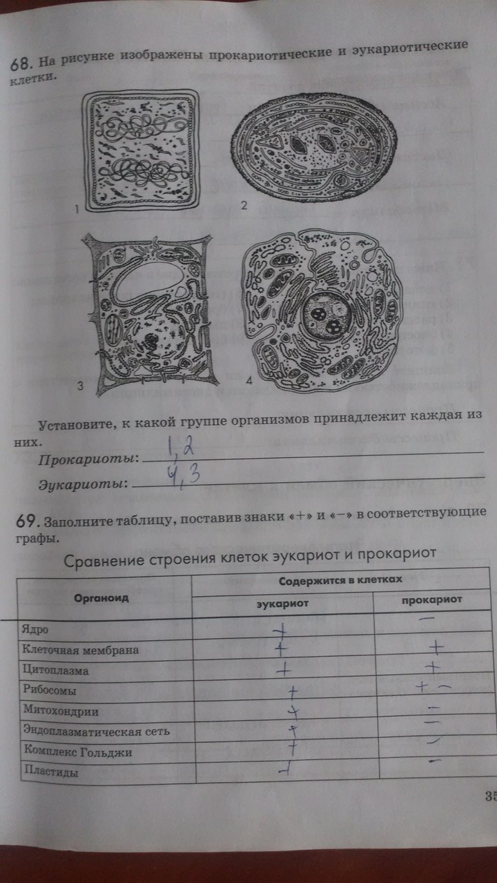 Рабочая тетрадь. Введение в общую биологию, 9 класс, Пасечник В.В., Швецов Г.Г., 2011, задание: Стр. 35