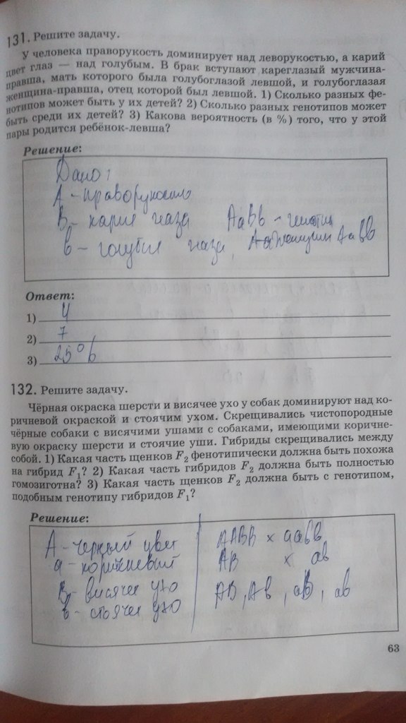 Голубоглазый правша отец которого был левшой. Генотип голубоглазой левши. Задачи на скрещивание. Голубоглазый правша. Чёрная окраска шерсти и висячее ухо.