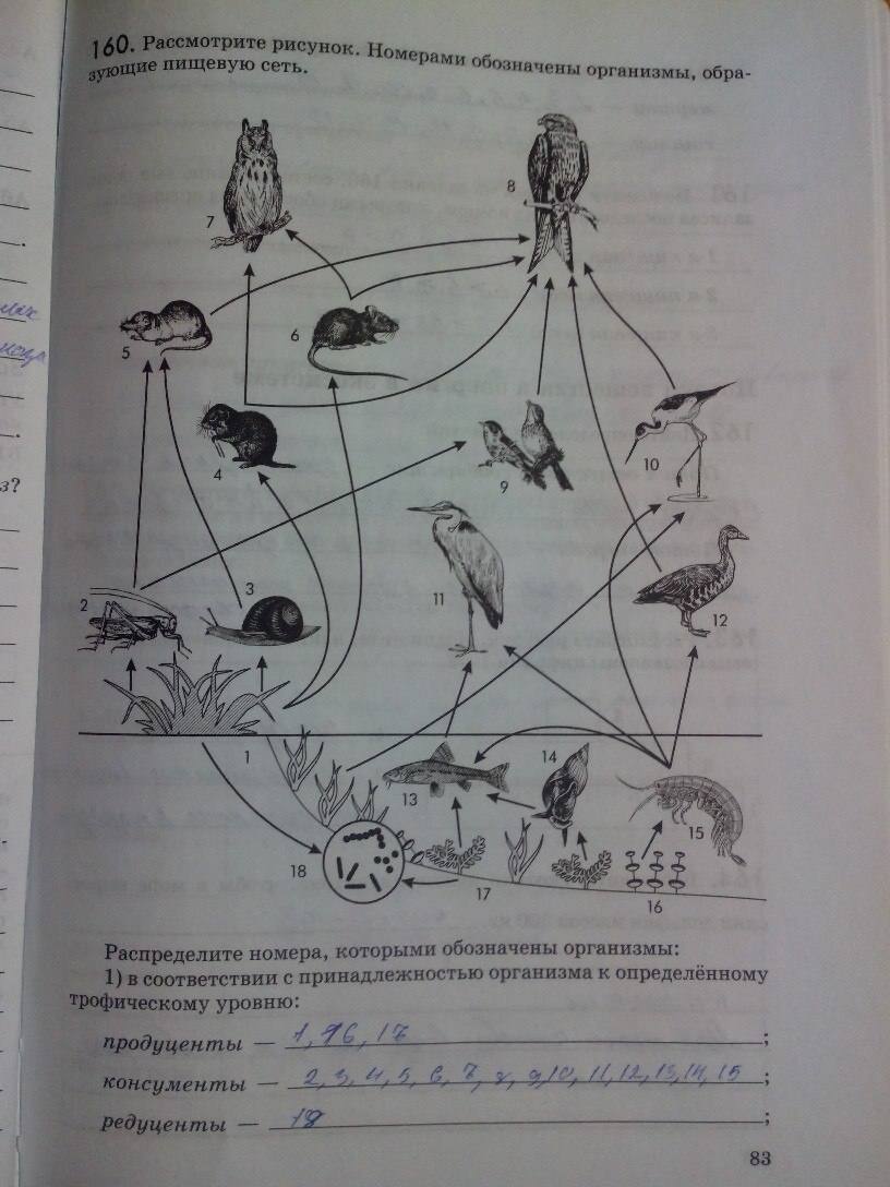 Распределите изображения по представленным группам. Пищевая сеть по биологии. Пищевая сеть рисунок.