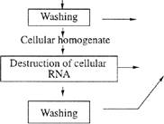 Incorporation of 23456-2H5Phenylalanine 35-2H2Tyrosine and 24567-2H5Tryptophan into the Bacteriorhodopsin