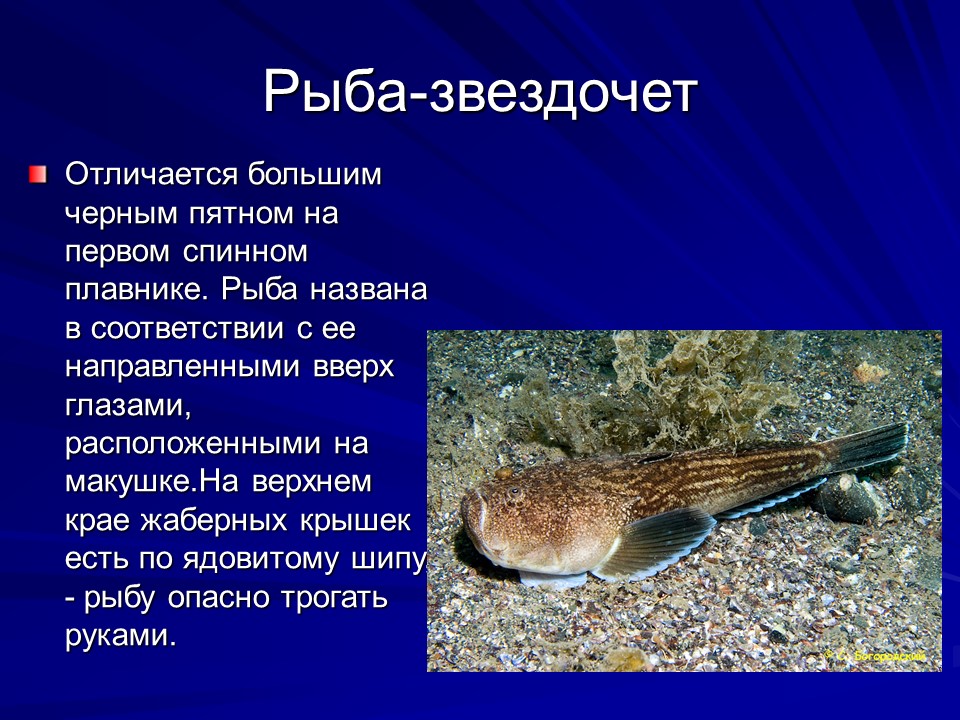 Живущие на дне океана